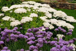 Sedum spectabile 'Stardust'  i Allium senescens