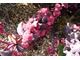 Sedum spectabile 'Xenox' leżąc na ziemi, wypuścił dodatkowe kwiaty z kątów liści