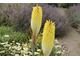 Trytoma groniasta - Kniphofia uvaria ma egzotyczne pochodzenie
