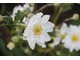 Anemone  japonica  'Honorine Jobert'