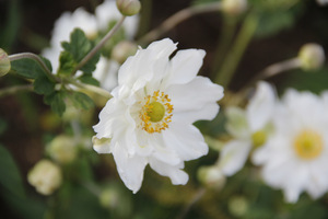 Anemone  japonica  'Honorine Jobert'