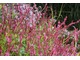 Persicaria