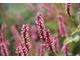 Persicaria