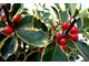 Zimozielony krzew z czerwonymi lub żółtymi owocami i efektownymi liśćmi
