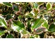 Ilex aquifolium 'Argenteo Marginata' ma lekki odcień różowy
