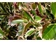 Ilex aquifolium 'Argenteo Marginata'
