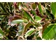 Ilex aquifolium 'Argenteo Marginata'