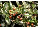Ilex x meserveae 'Blue Princess'