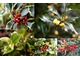 Ostrokrzew to zimozielony krzew z czerwonymi lub żółtymi owocami i efektownymi liśćmi