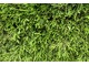 Żywa ściana zieleni zapewnia piękne tło dla roślin