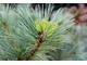 Pinus strobus 'Blue Shag'