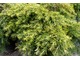 Tsuga canadensis 'Jeddeloh'