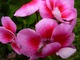 Pelargonia o atrakcyjnym zabarwieniu kwiatów