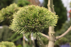 Bonsai z sosny trzeba czyścić w środku ze starych igieł   