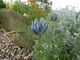 Nigella damascena (czarnuszka damasceńska)