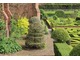 Widoczne topiary z ostrokrzewu