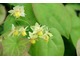 Zimozielone epimedium