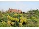 Euphorbia characias subsp. wulfenii