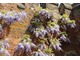 Wisteria rozpięta na murze