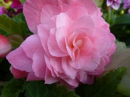 Begonia bulwiasta