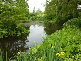 Ogromny staw z irysami na brzegu (Iris pseudoacorus)