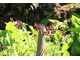 Bodziszek żałobny - Geranium phaeum