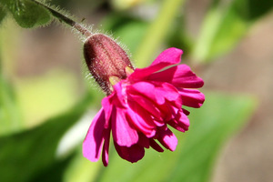 Silene dioica "Firefly"