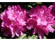 Rhododendron wielkokwiatowy