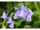 Hyacinthoides hispanica (syn. Endymion hispanicus , Scilla hispanica)