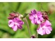 Silene dioica "Firefly" - inaczej lepnica. Najlepiej rośnie w pełnym słońcu