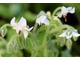 Borago officinalis 'Alba' - biały ogórecznik 