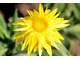 Xerochrysum bracteatum (syn. Helichrysum)