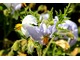Kwiatostany psianki -  Solanum sisymbriifolium ma małe, jadalne owoce smakiem przypominające wiśnię i pomidora