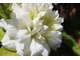 Powojnik o pełnych kwiatach - Clematis florida var. flore-pleno