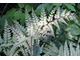 Paproć wietlica japońska - Athyrium niponicum 