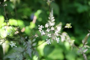 Dzika pietruszka, czyli trybula leśna (Anthriscus sylvestris)