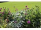  Carolean Garden - fioletowe czosnki i srebrne liście karczochów