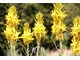 Asphodeline lutea - niebieskawe liście i wspaniałe, pachnące, żółte kwiaty od późnej wiosny (u nas nie zimuje)