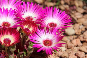 Delosperma