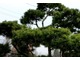 Sosna (Pinus)