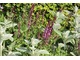 The Laurent-Perrier Bicentenary Garden,  szary Stachys byzantina i różowa Salvia x sylvestris ‘Rose Queen’