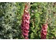 The Laurent-Perrier Bicentenary Garden - dziewanna (Verbascum ‘Cherry Helen’)