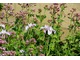 The Laurent-Perrier Bicentenary Garden 