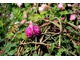 The Laurent-Perrier Bicentenary Garden, najczęściej stosowane odmiany róż to ‘Louise Odier’, ‘Reine Victoria’, ‘New Dawn’ oraz ‘Natasha Richardson’
