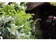  The Furzey Garden 