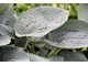 Hosta 'Abiqua Drinking Gourd',  fot. Danuta Młoźniak