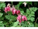 Dicentra 'King of Hearts',  fot. Danuta Młoźniak