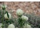 Trifolium trichocephalum,  fot. Danuta Młoźniak