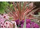 Cordyline australis 'Pink Passion',  fot. Danuta Młoźniak