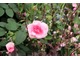 Róża z pąkami żurawek,  fot. Danuta Młoźniak
